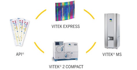 VITEK EXPRESS Collage